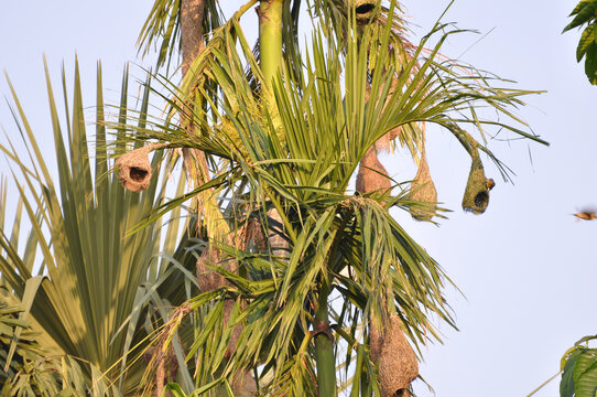 Many hanging nests of weaver Birds (babuipakhi) in the  branches of trees, Bangladesh. The bird is known from its elaborately interwoven nests and locally familiar as babui or baoi. - Powered by Adobe