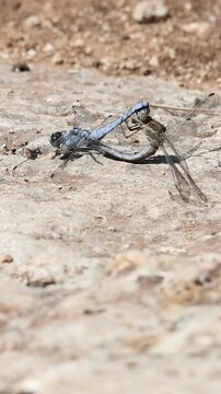 Pareja de libelula Orthetrum brunneum apareandose  sobre una roca mientras la hembra se limpia los ojos con las patas, Alcoy, Espa&ntilde;a