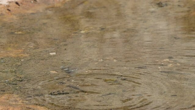 Libelula Orthetrum brunneum poniendo huevos en el agua. Alcoy, Espa&ntilde;a