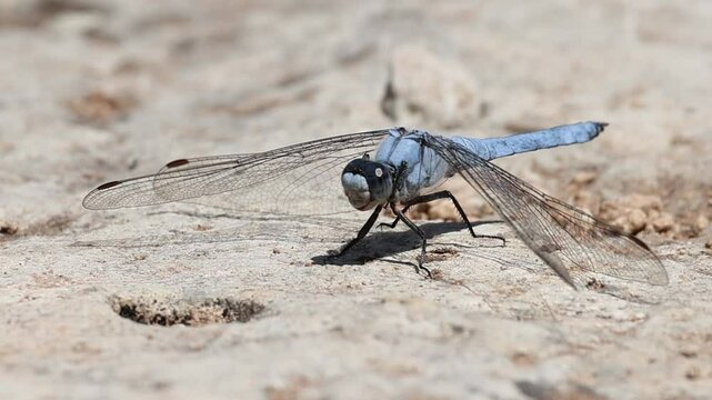 Primer plano de libelula Orthetrum brunneum sobre una roca, gira la cabeza y sale volando. Alcoy, Espa&ntilde;a