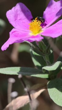 Peque&ntilde;a abeja negra alimentandose en planta de jara, cistus albidus, en flor, Alcoy, Espa&ntilde;a