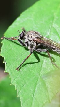 Mosca asesina, asilinae, sale volando tras peque&ntilde;o insecto volador para cazarlo, Alcoy, Espa&ntilde;a
