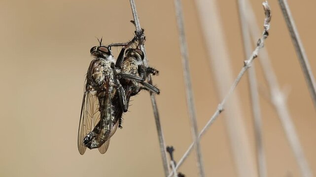 Pareja de mosca asesina (asilinae) apareandose, Alcoy, Espa&ntilde;a