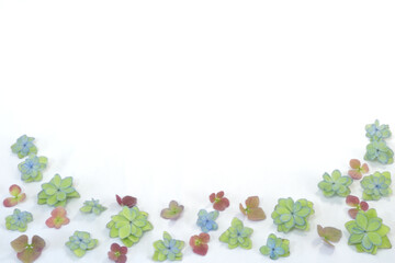 	カラフルな紫陽花のガクの背景素材