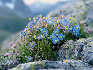 Obraz premium Delicate alpine flowers like alpine forget-me-nots and mountain avens blooming in rocky, high-altitude environments, adapted to harsh mountain conditions.