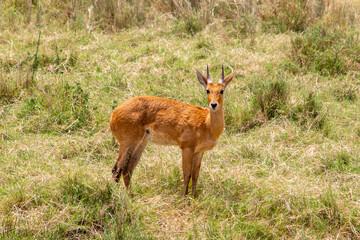 A bohor reedbuck buck looking at the camera in  Serengeti, Tanzania
