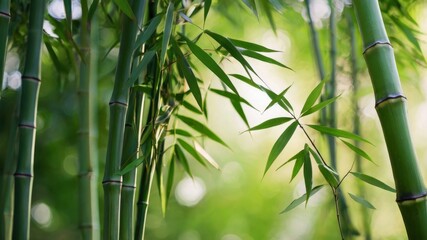 Bamboo tree in the bamboo forest