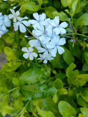 Beautiful floral background colorful backdrop amazing fresh flowers in the garden can be used in greetings and best wishes 