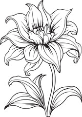 outline of a Lily for a coloring book