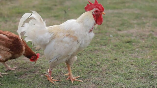 White rooster and brown hen scratching and pecking the grass on a farm