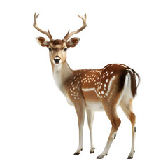 Fototapeta premium Majestic spotted deer isolated on transparent background
