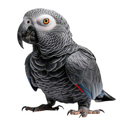 Obraz premium Close-up of a detailed, vibrant African Grey Parrot showcasing its feathers and expressive eyes against a white background.
