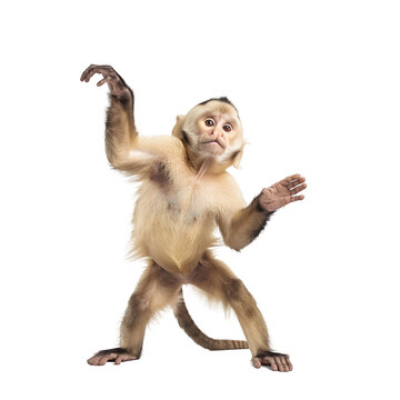 Cartoon monkey character on transparent background