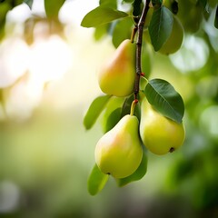 Obraz premium Pears hanging on a tree with green leaves with sunlight and a blurry background, AI generated