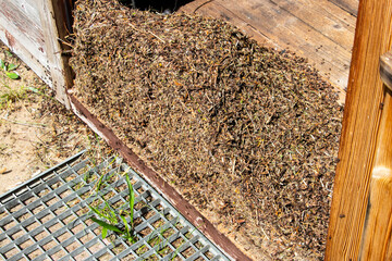 Ameisen im Haus und Garter