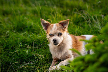 little old half breed dog sits in the grass
