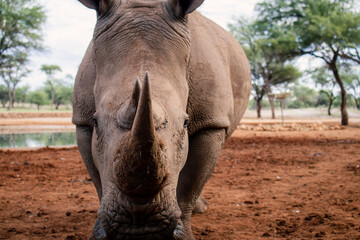 Wild african animals. Portrait of a  white Rhino grazing in a National park