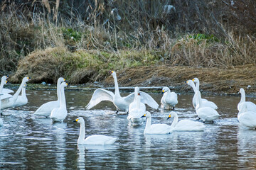 川島町白鳥飛来地の白鳥　埼玉県比企郡川島町