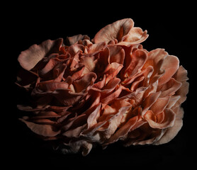 Pink oyster mushroom bunch