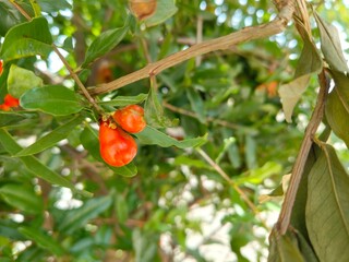 Delicious fresh small pomegranates growing on the tree green miracle of nature