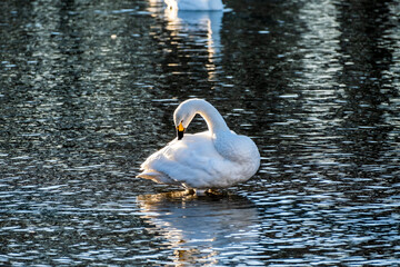 川島町白鳥飛来地の白鳥　埼玉県比企郡川島町