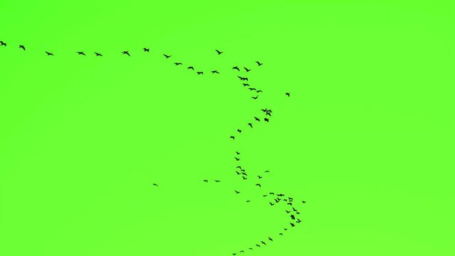  flock of cormorants flying on a green screen