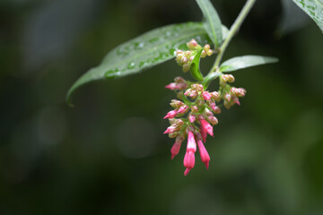 ケストルム・ファスキクラツム