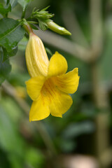 ヒメアリアケカズラ