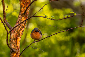 The bird on the tree bransh