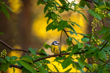 The bird on the tree bransh