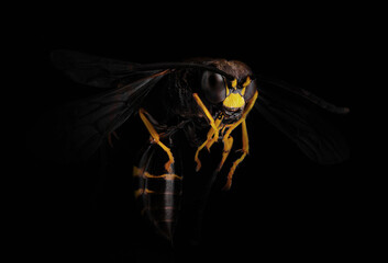 Extreme sharp and detailed study of wasp. A wasp poised to sting in flight. Super macro shot of a...
