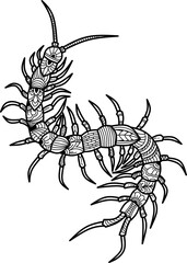 Hand drawn of centipede in zentangle style