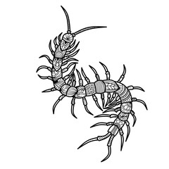 Obraz premium Hand drawn of centipede in zentangle style
