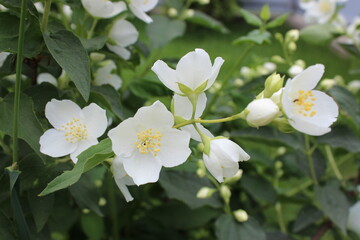 Tropical Botanical Jasmine Branch. Delicate White Blossom. Closeup Exotic Beauty. 