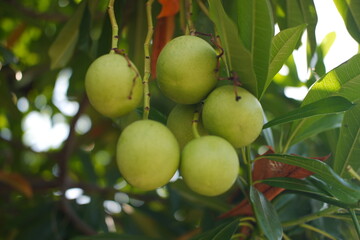 Mango fruit on the tree,Mango fruit in the garden