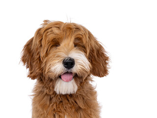 Head shot of lauging happy labradoodle dog puppy sitting up facing front. Eyes closed. Isolated on a white background. Tongue out.