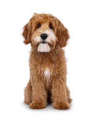 Happy labradoodle dog puppy sitting up facing front. Looking straight to camera with closed mouth. Isolated on a white background.