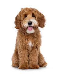 Happy labradoodle dog puppy sitting up facing front. Looking straight to camera with tongue out. Isolated on a white background.