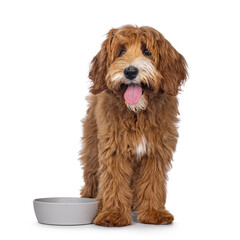 Happy labradoodle dog puppy standing beside empty food bowl. Looking towards camera. Isolated on a white background.