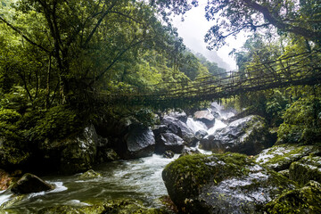 Obraz premium Single Living roots bridge in nongriat village in cherrapunjee meghalaya India. This bridge is formed by training tree roots over years to knit together.