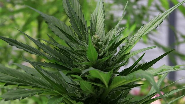 Cannabis Bl&uuml;te mit Trichome als Makroaufnahme