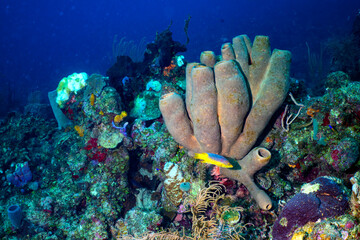 coral reef with fish