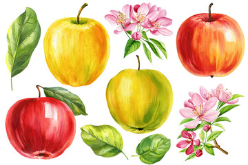 Apple fruits set, leaves and flowers watercolor painting isolated background, watercolor organic design element harvest 