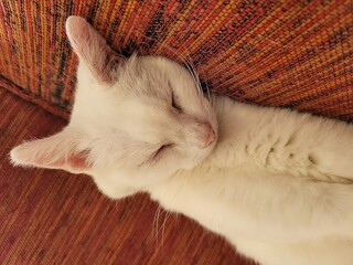 Chat blanc © Laurie