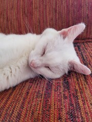Sieste chat © Laurie