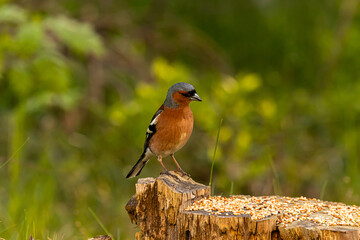 the bird looking for foods

