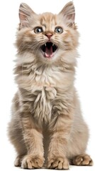 Fototapeta premium Front side close up of a Ragamuffin cat with a playful face expression, isolated white background