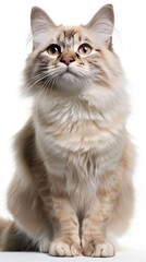 Front side close up of a Ragamuffin cat with a playful face expression, isolated white background