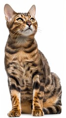 Obraz premium Front side close up of a Toyger cat with a loving face expression, isolated white background