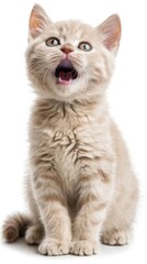 Obraz premium Front side close up of a white cat with a playful face expression, isolated white background